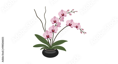 Delicate pink orchid flowers blooming in a modern black pot with green leaves and decorative branches