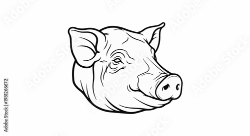 Detailed line drawing of a pig's head, showing its snout and ears