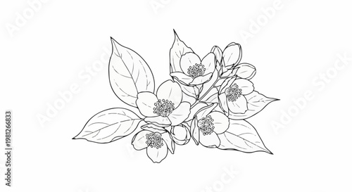 Delicate black and white sketch of jasmine flowers with leaves