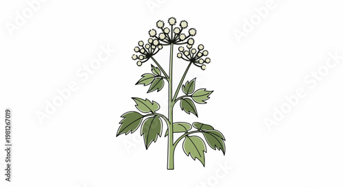 Detailed illustration of a tall flowering plant with green leaves and white flowers