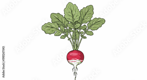 Detailed illustration of a single red radish with green leafy tops