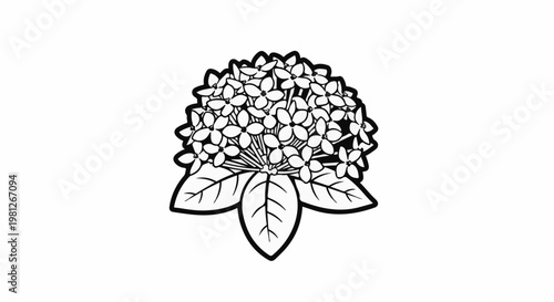 Delicate cluster of small five-petaled flowers with large leaves