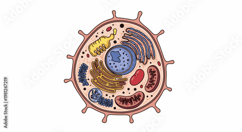 Detailed illustration of an animal cell with nucleus, mitochondria, and organelles