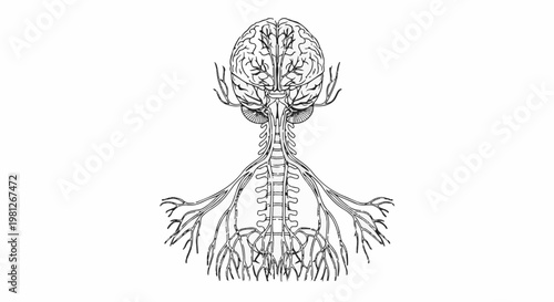 Detailed illustration of the human nervous system, including the brain