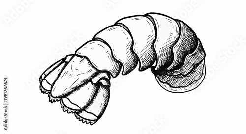 Detailed ink drawing of a single lobster tail, presented at an angle