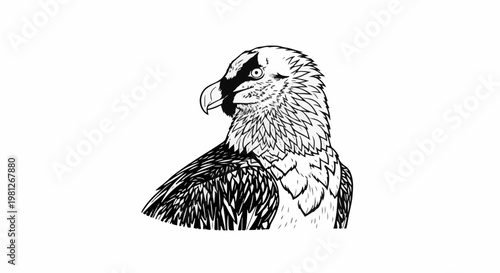 Detailed black and white illustration of a bearded vulture's head and chest
