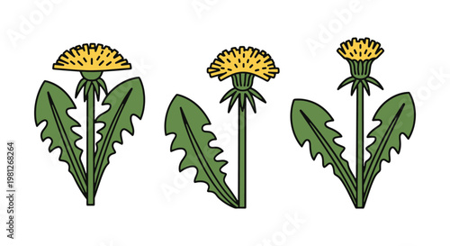 Dandelion Greens Line art simple color shapes illustration