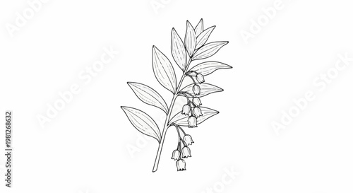 Delicate line drawing of a flowering plant with bell-shaped blooms