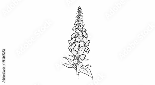 Detailed sketch of a tall foxglove plant with bell-shaped flowers