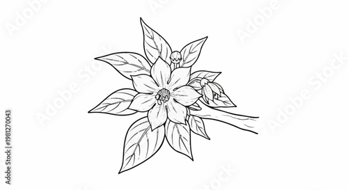 Detailed line drawing of a blooming flower with leaves and a branch