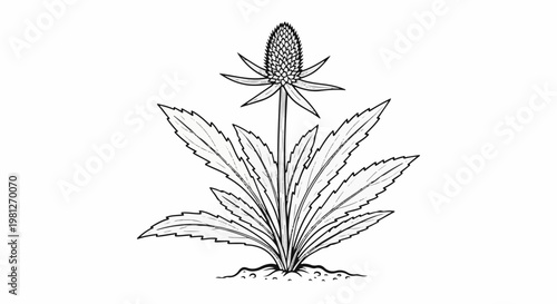 Detailed line drawing of a blooming plant with a spiky flower head