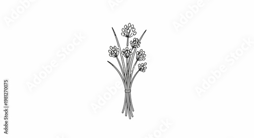 Detailed line drawing of a bunch of dill flowers tied with string