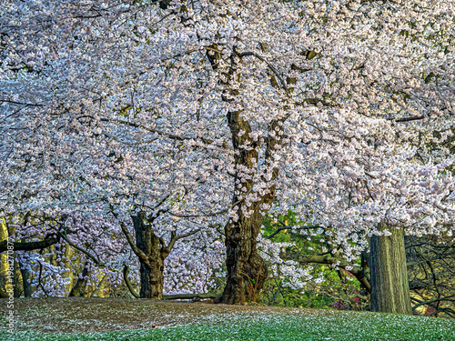 Malus coronaria, sweet crabapple, in bloom