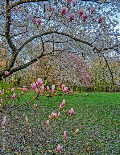 Central Park in spring with Magnolias in bloom