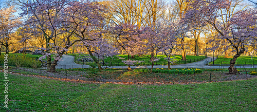 Malus coronaria, sweet crabapple, in bloom