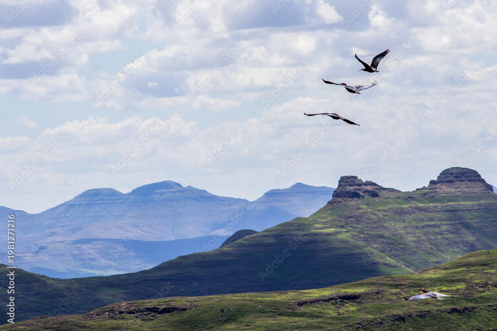 Fototapeta premium A small flock of southern Bald Ibises, Geronticus calvus, flying over the Drakensberg Mountains of South Africa