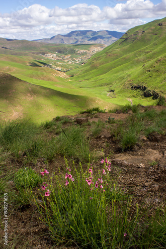 View over a valley in the Drakensberg mountains with pink wildflowers of the foxglove family in the foreground