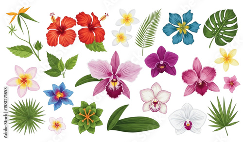 Tropical flowers vector collection hibiscus orchid floral isolated set