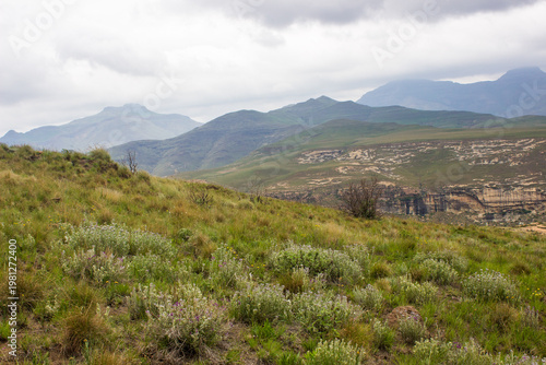 View over the Afro alpine grassland and wildflowers in the Drakensberg Mountains, with cloud covered high peaks in the Background. 