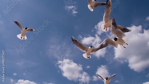 White Birds in the Blue Sky. A flock of seagulls chaotic rushes for the camera on a background of blue sky and white clouds