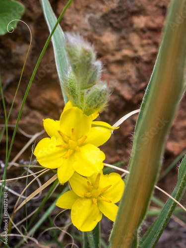 The Beautiful large yellow flowers of a Star flower, Hypoxis hemerocallidea, growing wild in the
