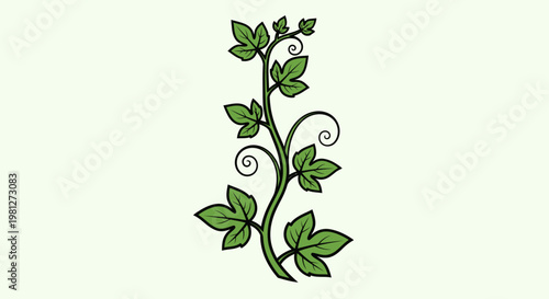Green leafy vine with curly stems.