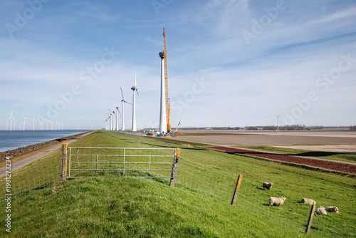 Wind turbines on dike with sheep in polder