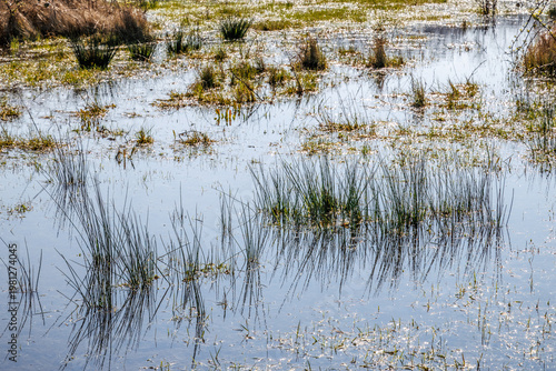 Wetland grass and reeds in shallow water Netherlands