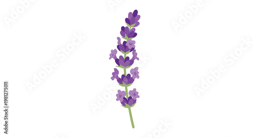 A single stem of vibrant purple lavender flowers isolated on a clean white background, representing nature