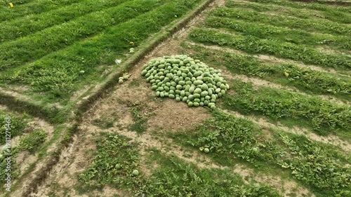 Fresh Watermelon Harvest Farm Agriculture Scene Aerial View