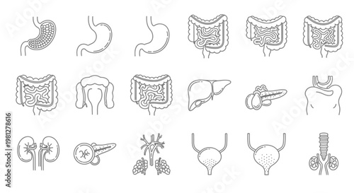 20 Digestive & Excretory System Icons – Human Anatomy Line Art Vector Set
Minimal Digestive System Icons – 20 Organs Line Art (Stomach, Liver, Kidneys)
20 Human Anatomy Icons – Digestive & Urinary Sys