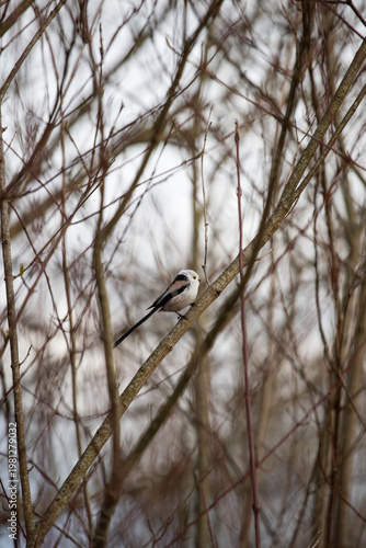 Long-tailed tit. Aegithalos caudatus. A small white bird with a long tail sits on a branch