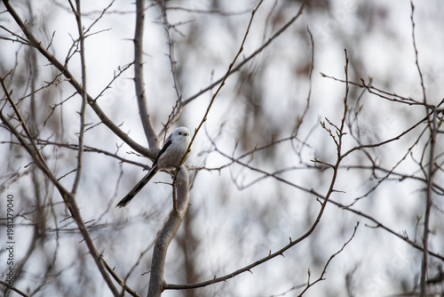 Long-tailed tit. Aegithalos caudatus. A small white bird with a long tail sits on a branch