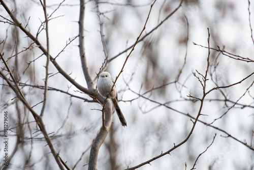 Long-tailed tit. Aegithalos caudatus. A small white bird with a long tail sits on a branch