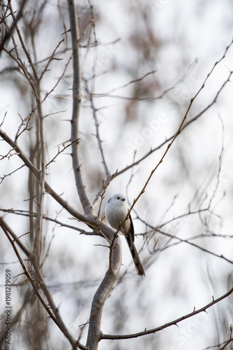 Long-tailed tit. Aegithalos caudatus. A small white bird with a long tail sits on a branch