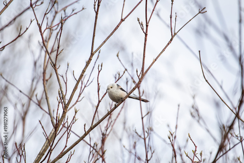 Long-tailed tit. Aegithalos caudatus. A small white bird with a long tail sits on a branch