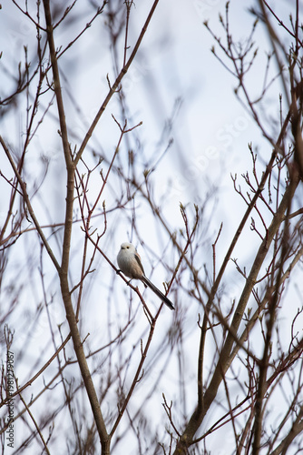 Long-tailed tit. Aegithalos caudatus. A small white bird with a long tail sits on a branch