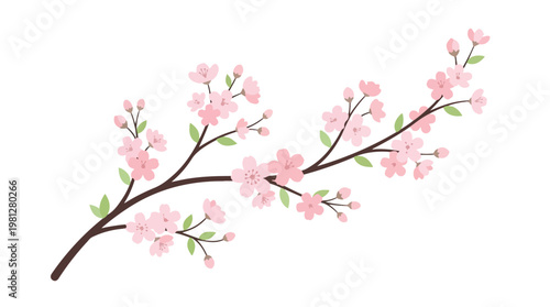 Delicate pink cherry blossom branch with blooming flowers and green leaves on a white background