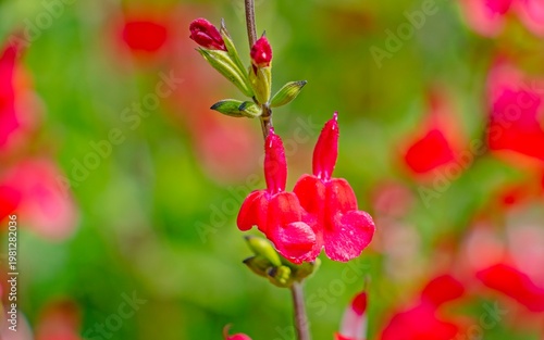 Salvia microphylla is commonly planted as an ornamental plant in parks, gardens, or road dividers.