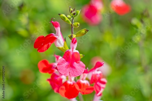 Salvia microphylla is commonly planted as an ornamental plant in parks, gardens, or road dividers.