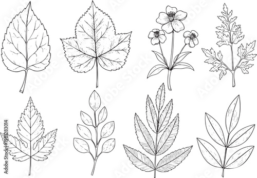 Hand Drawn Botanical Leaves and Flowers Set, Vintage Line Art Floral Collection, Minimal Black Ink Plant Illustrations Isolated on White