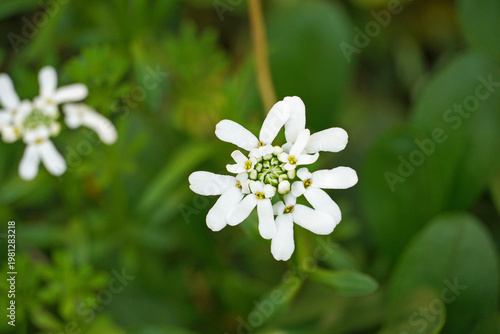 фотографія Iberis is a delicate garden plant with numerous small snow-white flowers collect