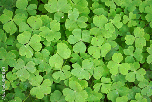 A dense carpet of bright green clover leaves wood sorrel background nature plant flora