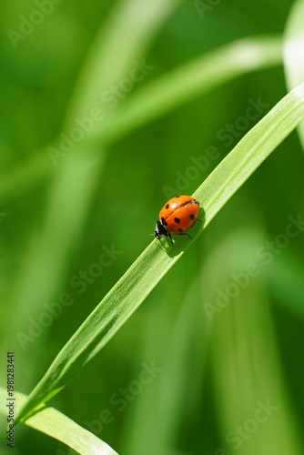 A seven-spotted ladybug crawling along a narrow stem of green grass its bright red shell with black spots nature fauna