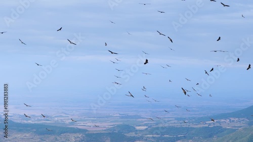 Group of Griffon Vultures (Gyps fulvus) flying in the vicinity of the Sierra de Guara in the Hoya de Huesca region. Province of Huesca. Aragon, Spain, Europe.