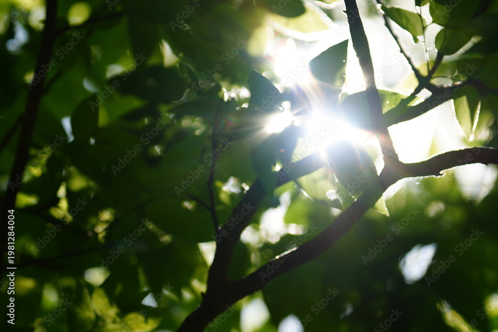 Fototapeta premium Green Leaves and Branches