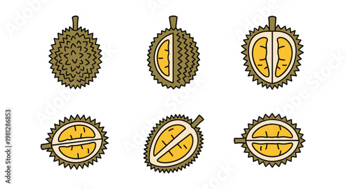 Durian Fruit Line art vector modern abstract decorative