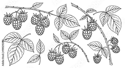 Raspberry branch outline black white vector set botanical berry EPS10 isolated on white