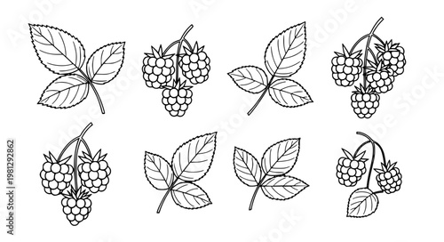 Minimal raspberry outline berry branch vector illustration set EPS10 isolated
