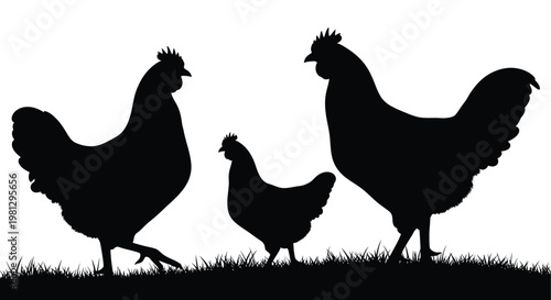 Silhouettes of a rooster hen and chick standing in grass